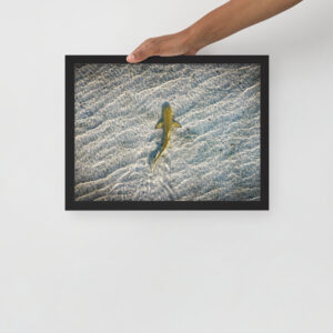 Requin citron (Negaprion brevirostris) - Poster encadré