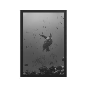 Honu - Poster encadré