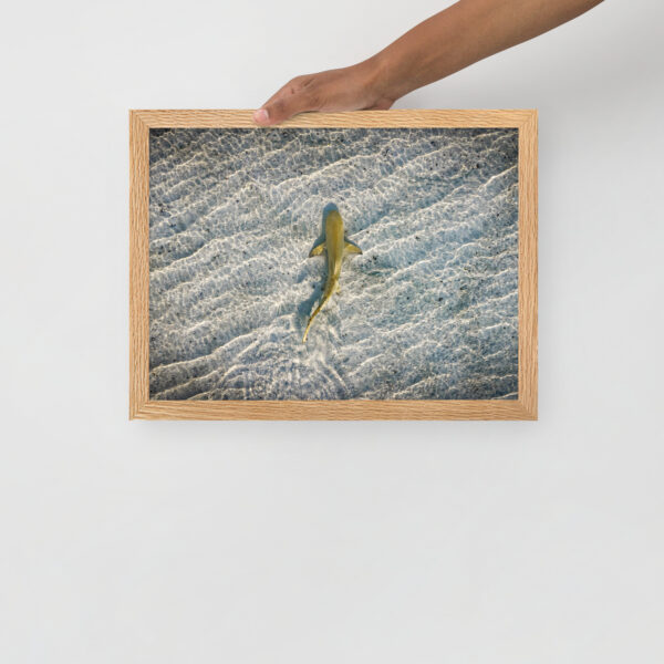 Requin citron (Negaprion brevirostris) - Poster encadré – Image 4