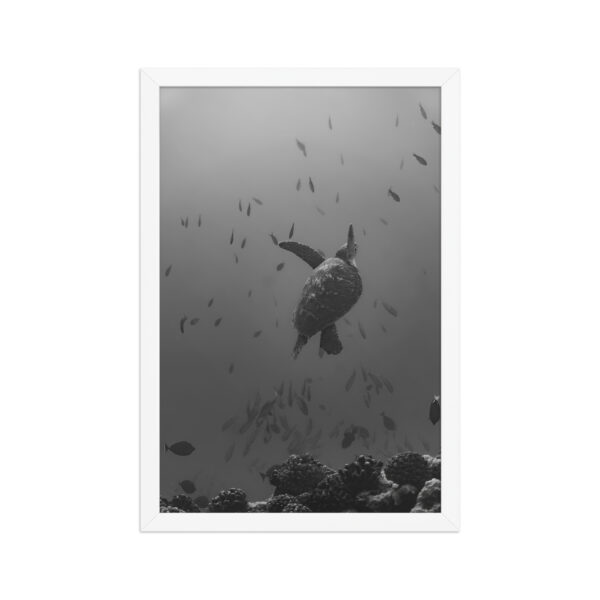 Honu - Poster encadré – Image 2
