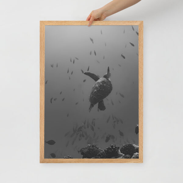 Honu - Poster encadré – Image 6