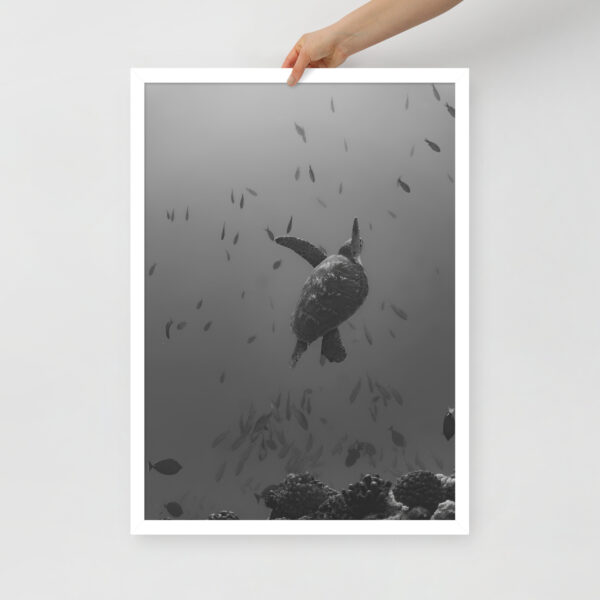 Honu - Poster encadré – Image 4